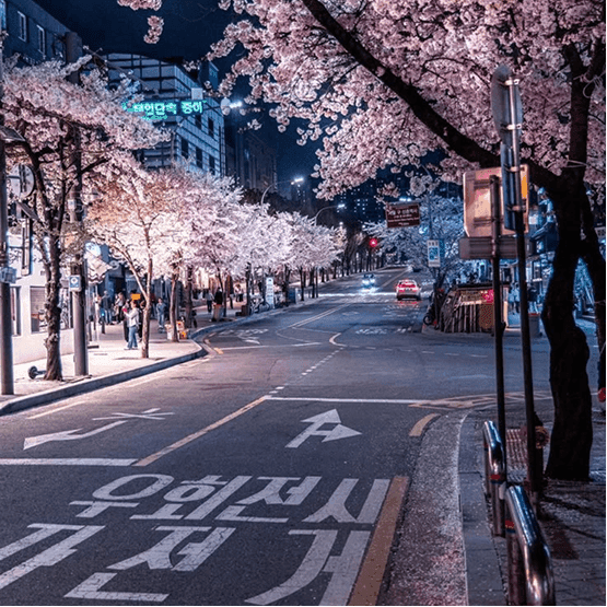 A city street at night lined with cherry blossom trees in bloom